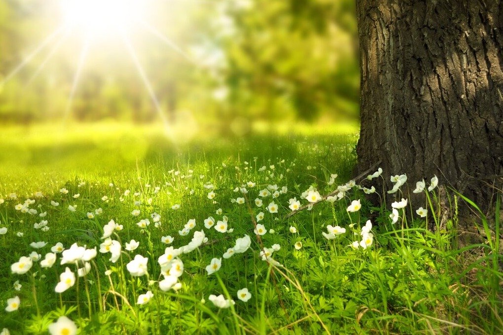 Meditations with Nature