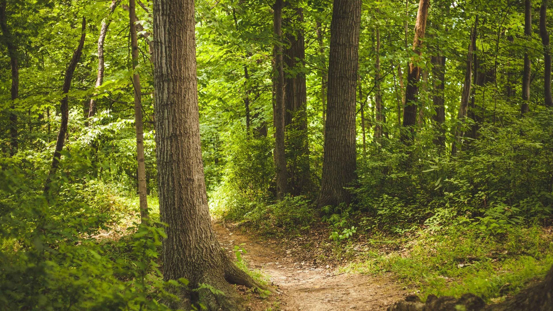 Growing the Forest