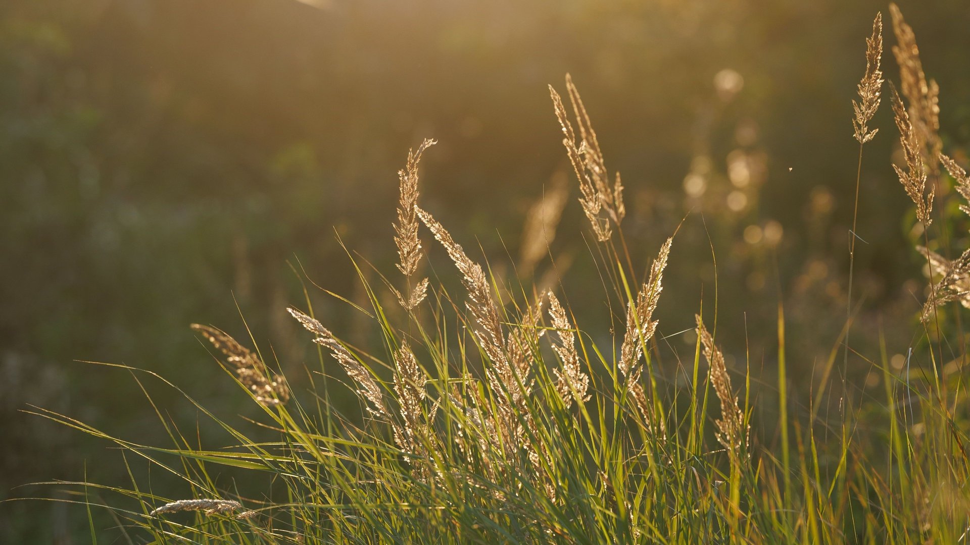 Alchemy of Rest | Yoga Nidra Support for Illness, Pain & Fatigue