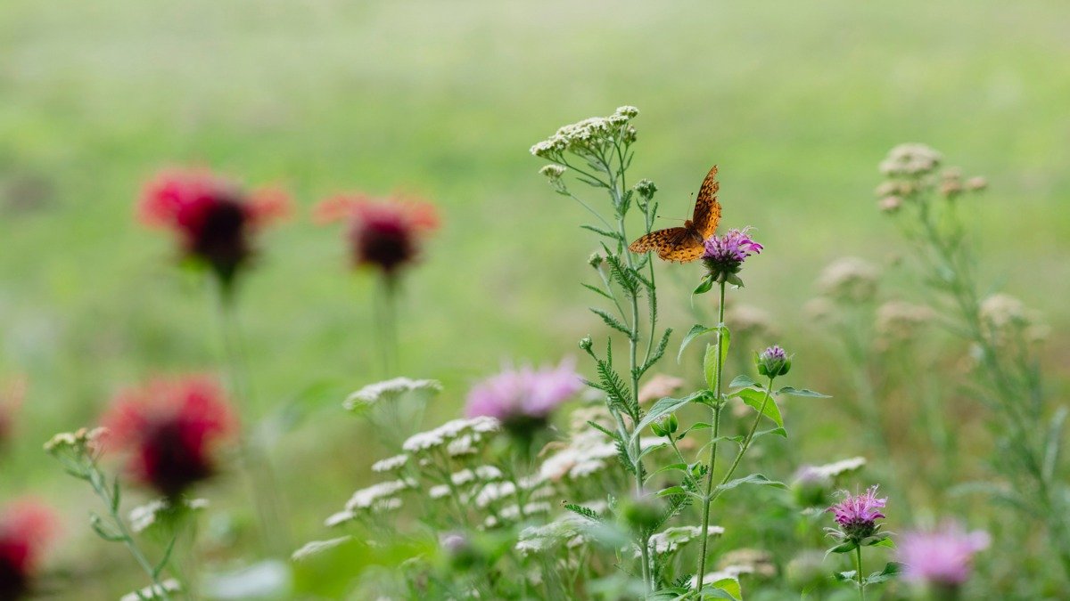 Alchemy of Presence | Quick Mindful Pauses