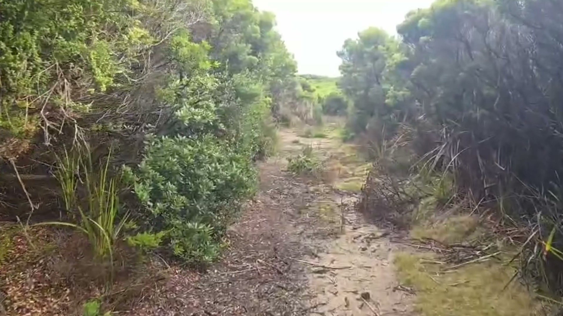 A Mindful Bush Walk and Kangaroo