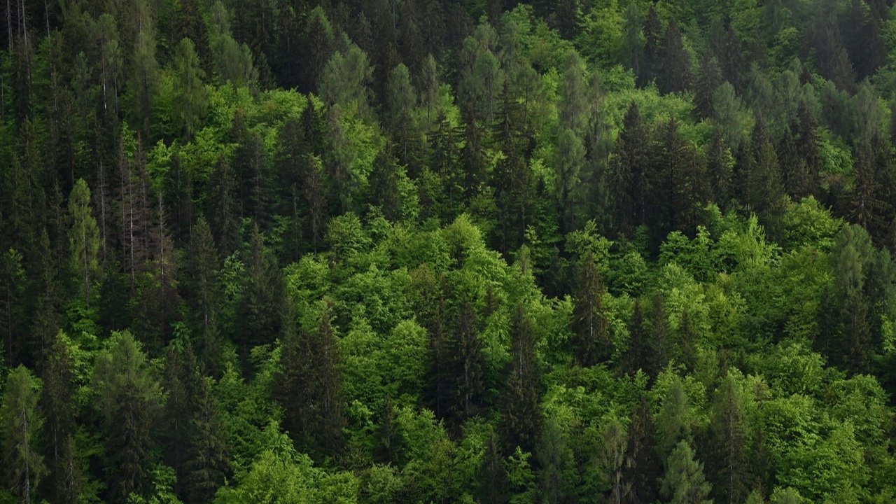 Forest Wisdom