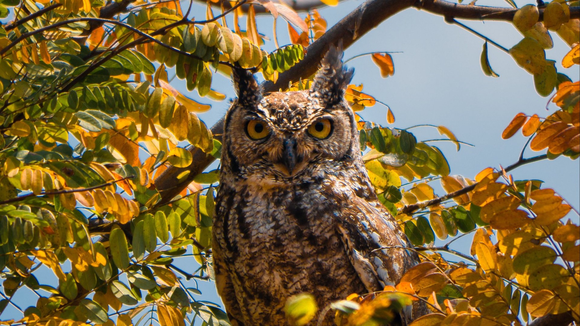 Autumn Equinox Celebration