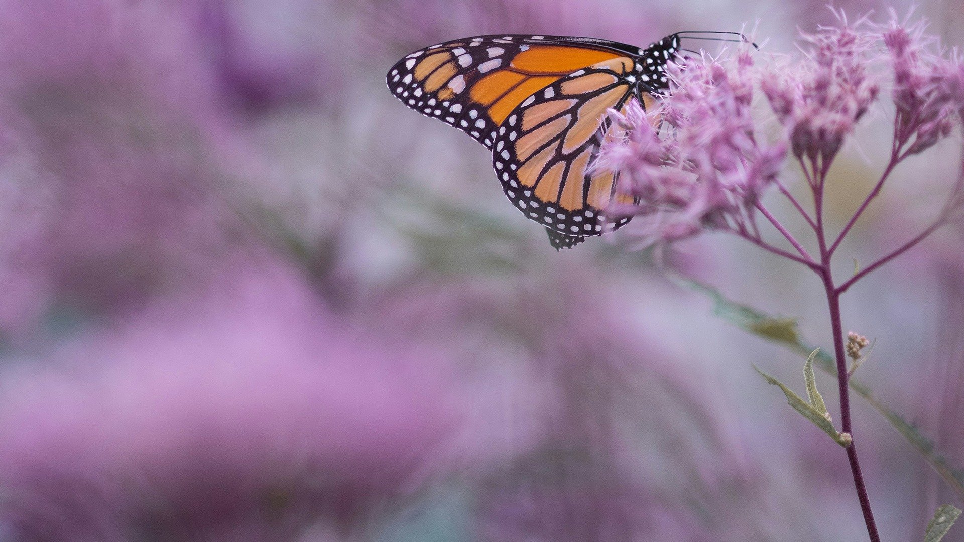 What Is Delicate, Endures